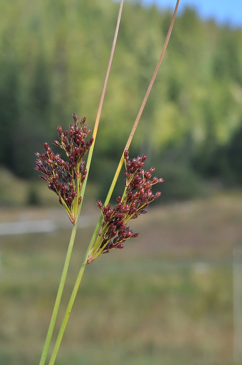 Juncus inflexus