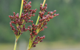 Juncus inflexus