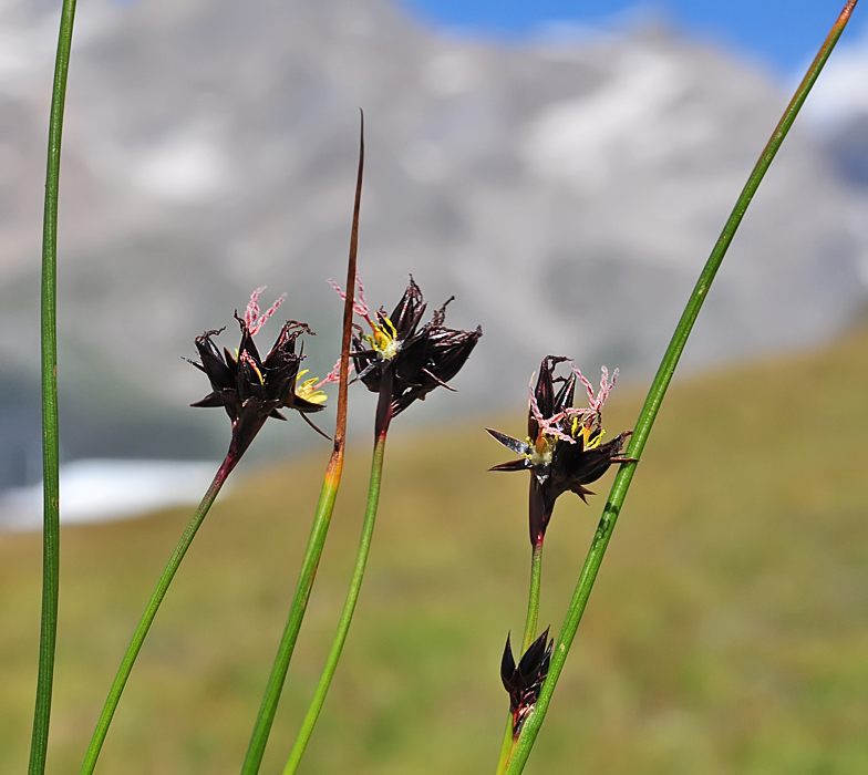 Juncus jacquinii