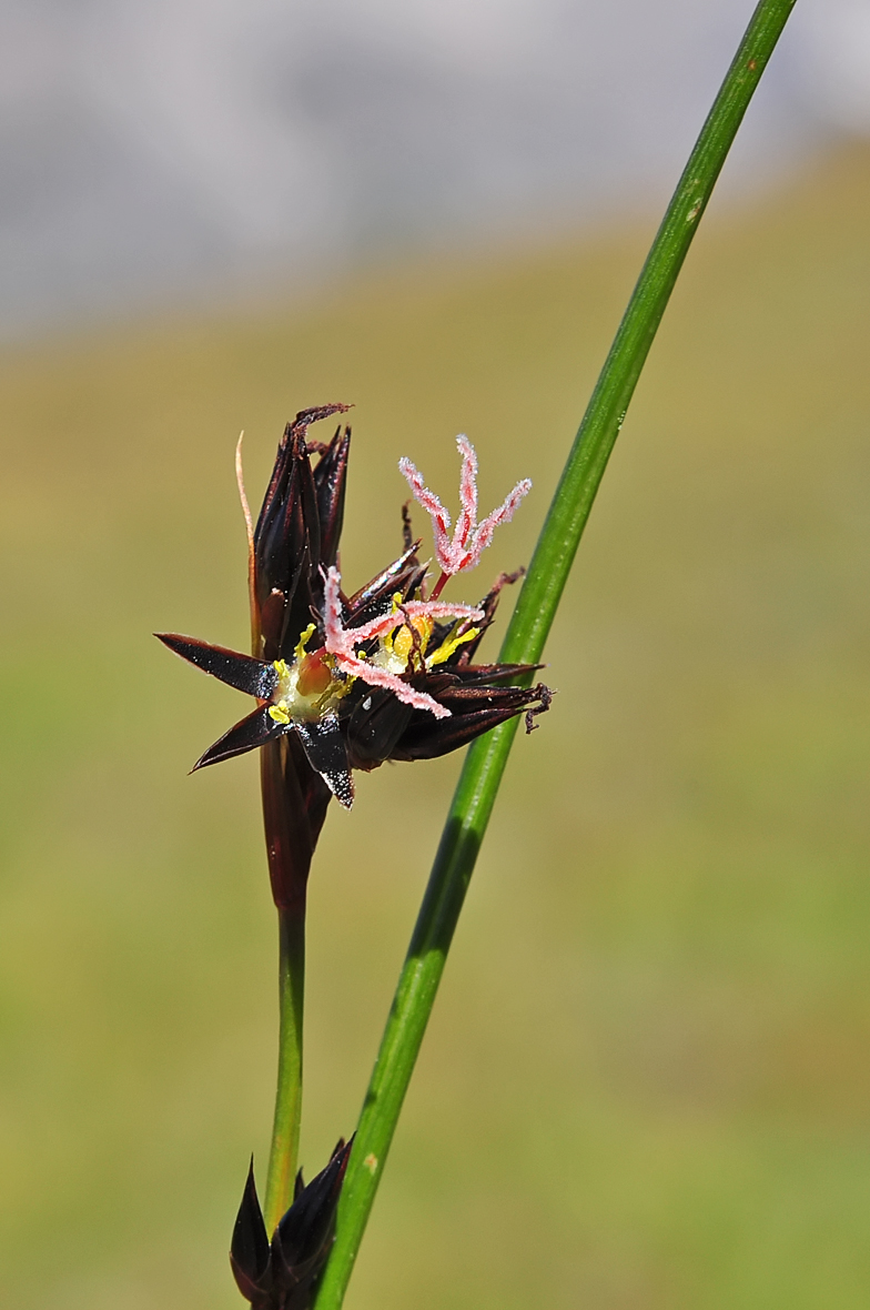 Juncus jacquinii