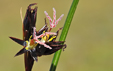 Juncus jacquinii