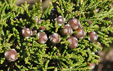 Juniperus phoenicea