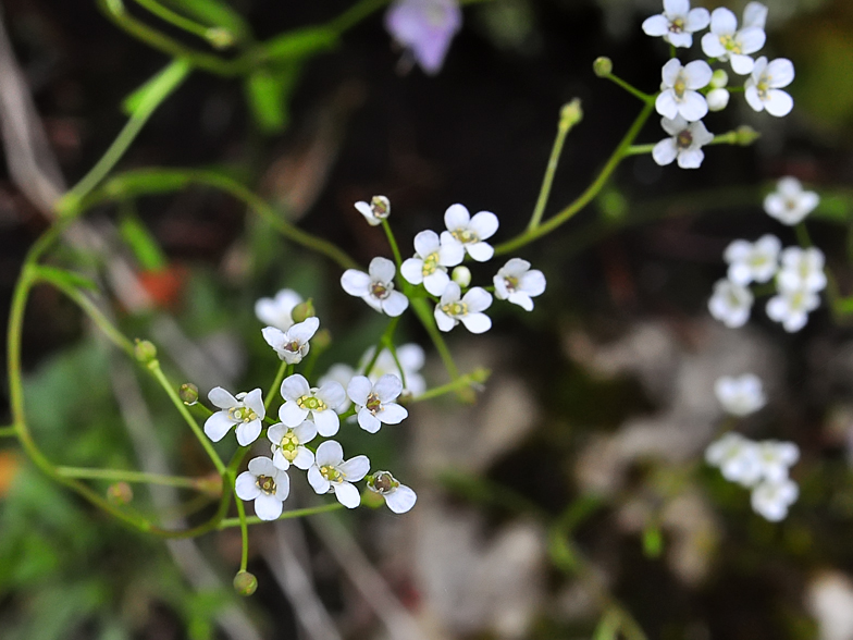 Kernera saxatilis