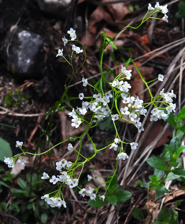 Kernera saxatilis