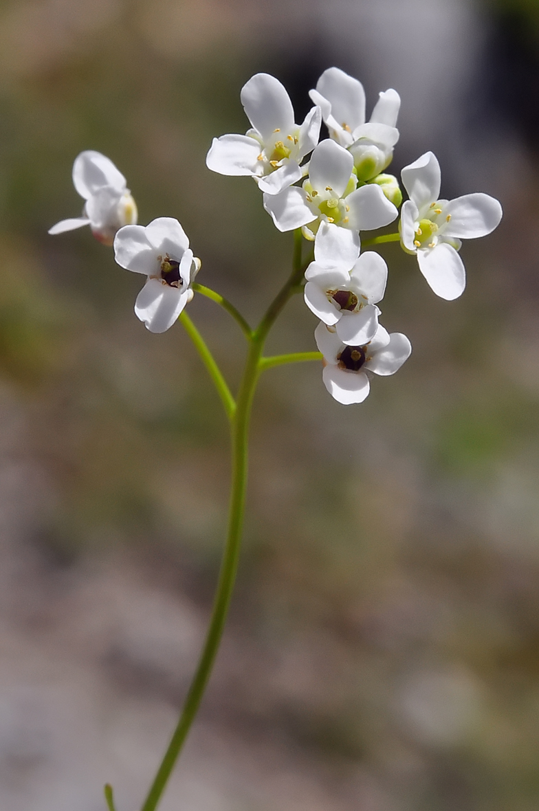 Kernera saxatilis