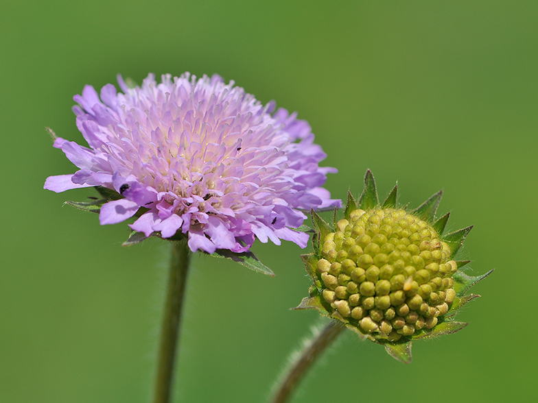 Knautia arvensis