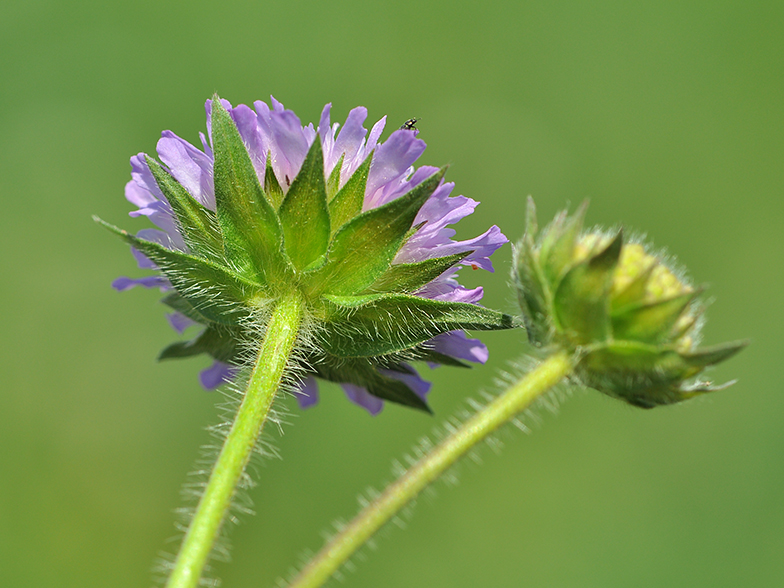 Knautia arvensis