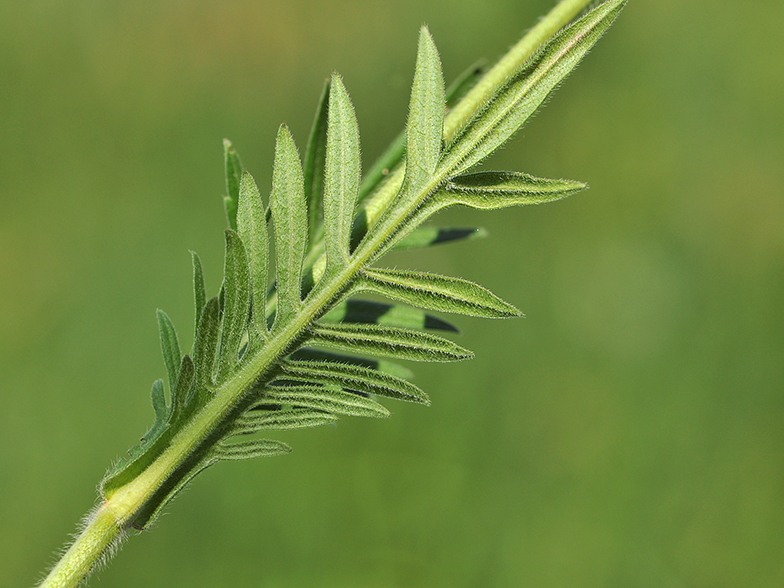 Knautia arvensis feuille