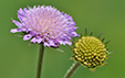 Knautia arvensis