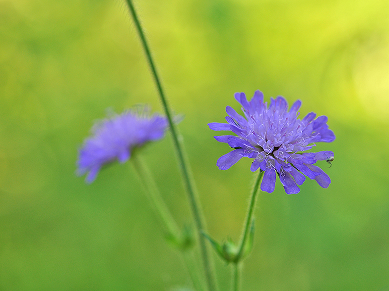 Knautia dipsacifolia