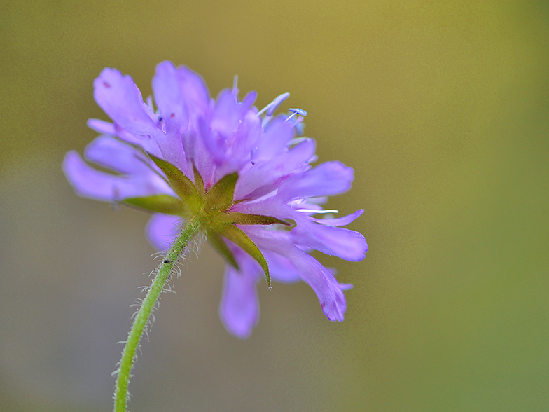 Knautia dipsacifolia