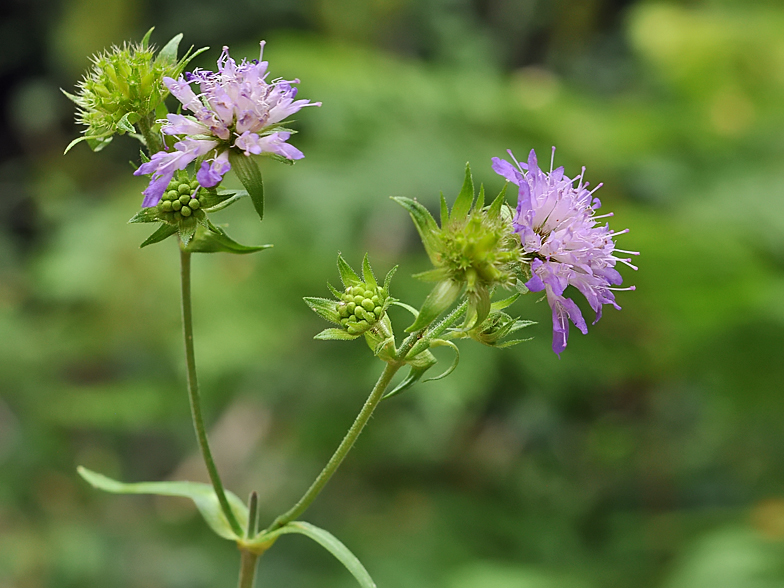 Knautia dipsacifolia