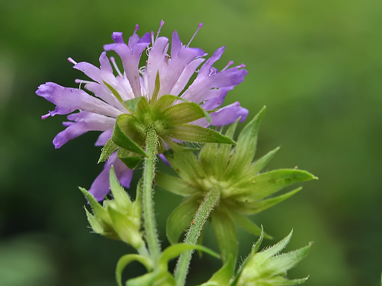 Knautia dipsacifolia