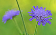 Knautia dipsacifolia