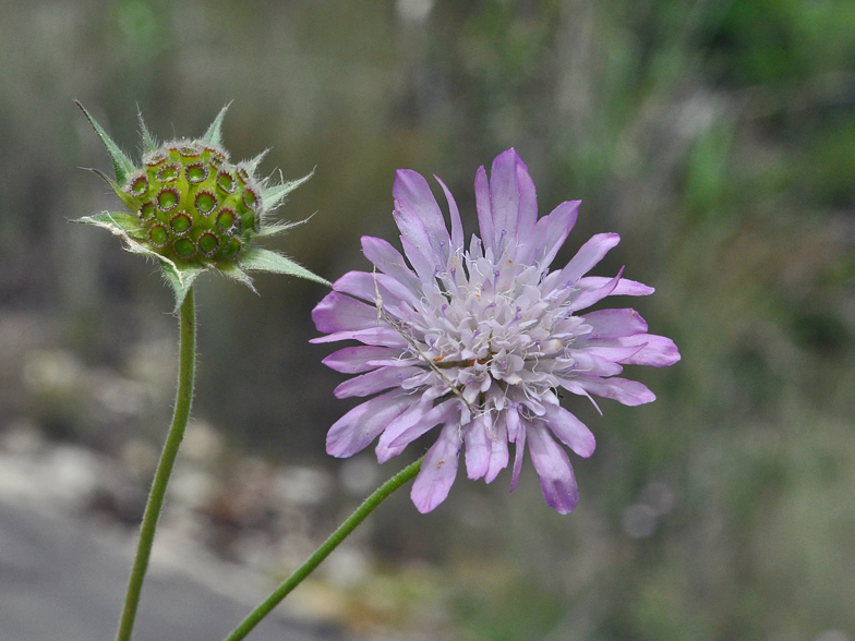 Knautia integrifolia