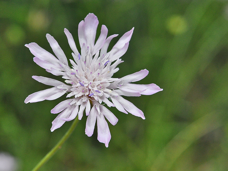 Knautia integrifolia