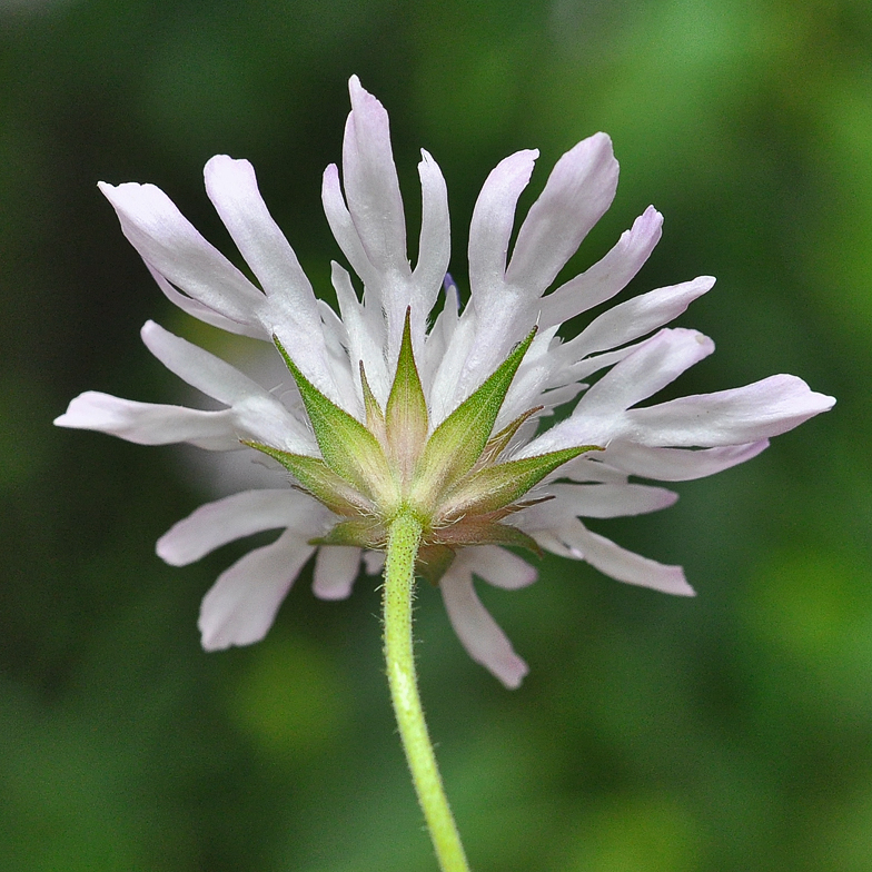 Knautia integrifolia