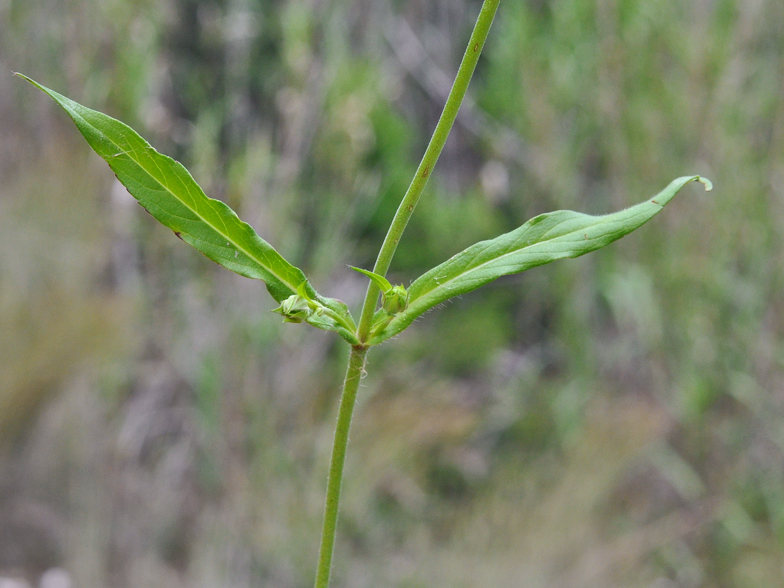 Knautia integrifolia