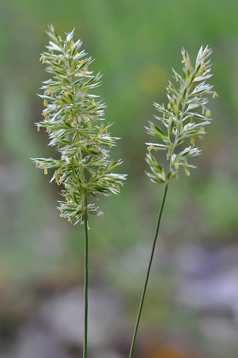 Koeleria pyramidata
