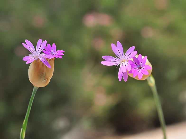 Kohlrauschia velutina