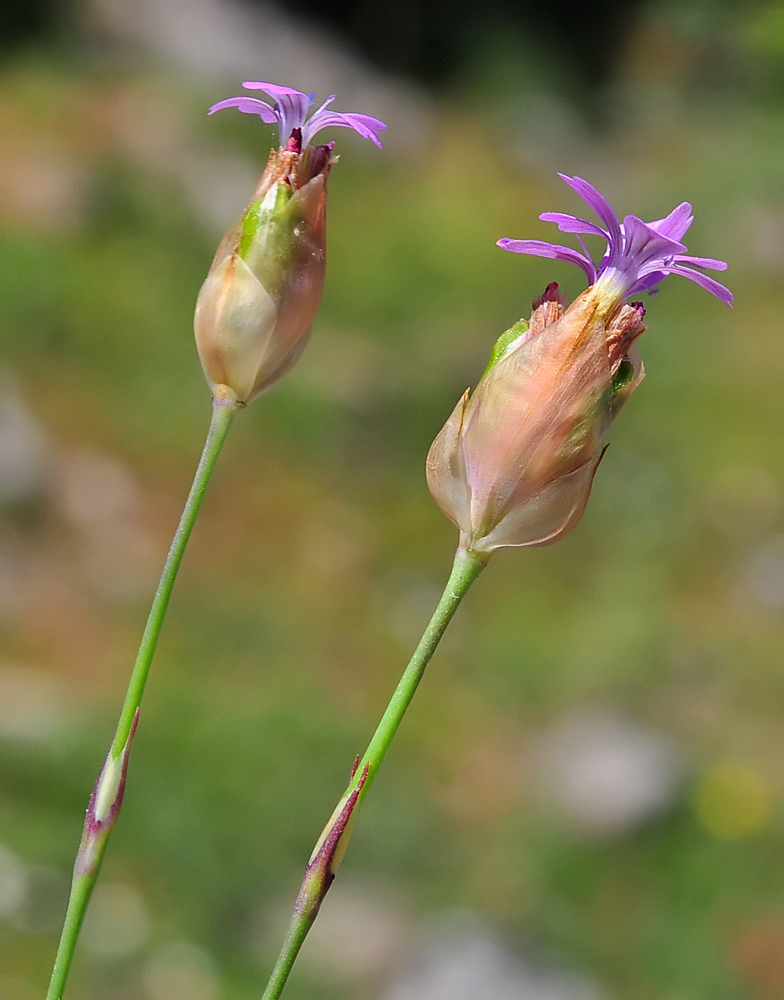 Kohlrauschia velutina