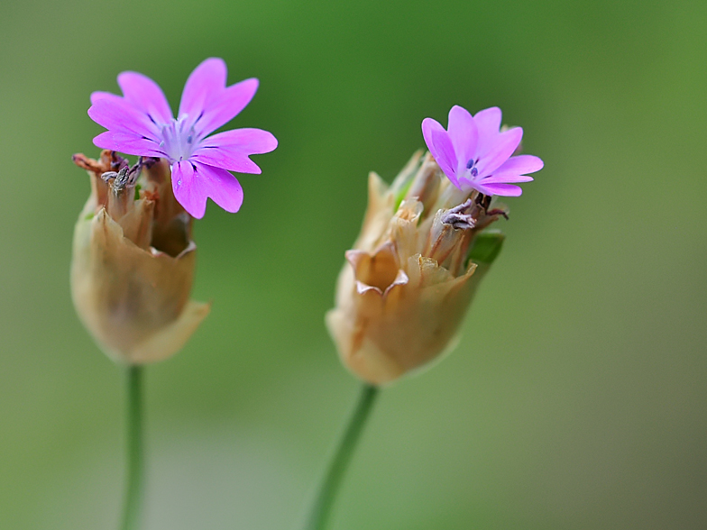 Kohlrauschia velutina