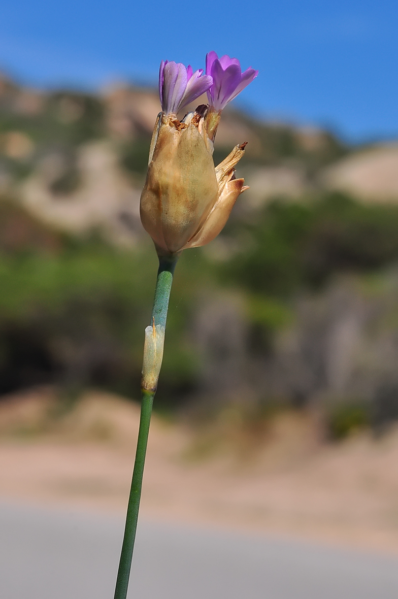 Kohlrauschia velutina