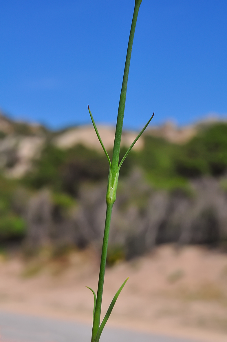 Kohlrauschia velutina