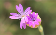 Kohlrauschia velutina