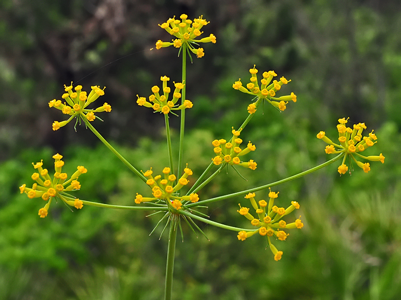 Kundmannia sicula