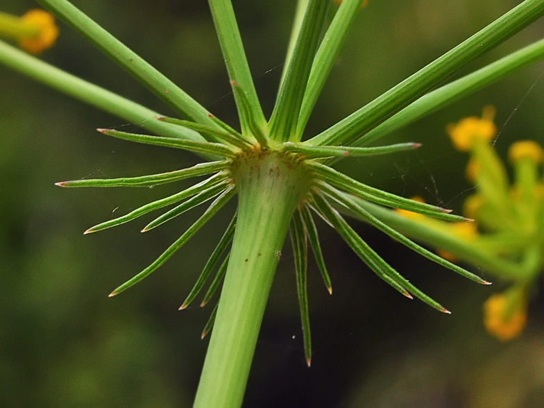 Kundmannia sicula