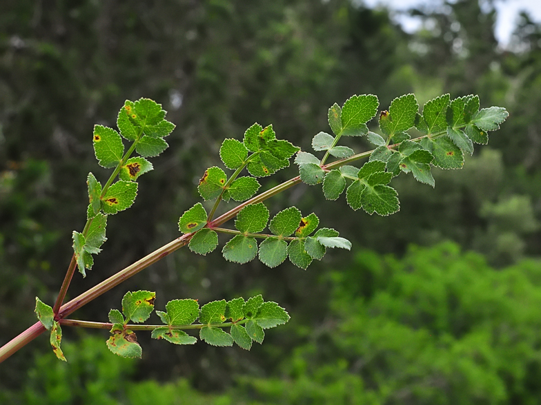 Kundmannia sicula