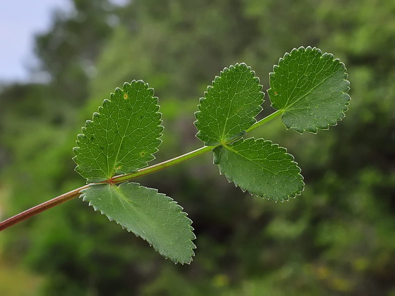 Kundmannia sicula