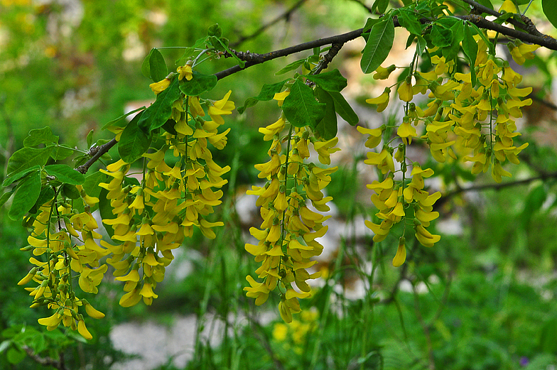 Laburnum anagyroides