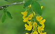 Laburnum anagyroides