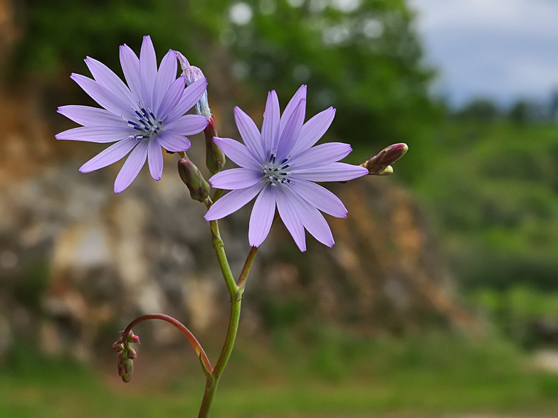 Lactuca perennis