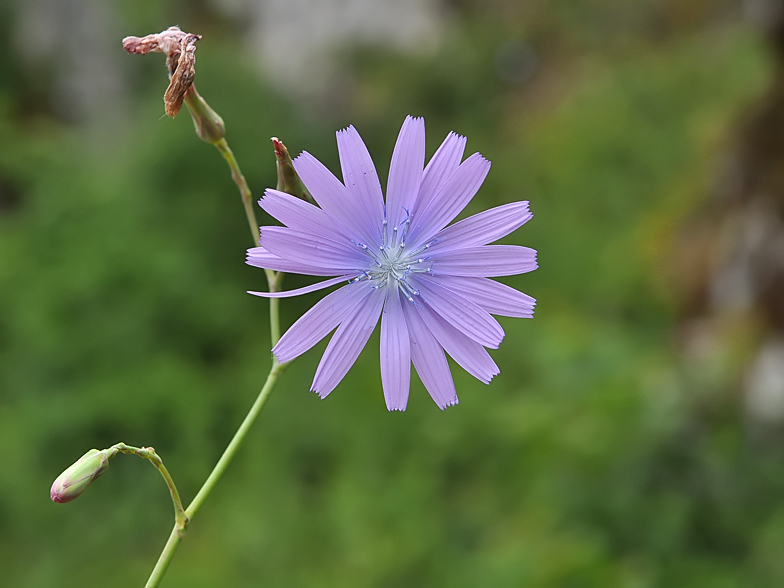 Lactuca perennis