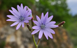 Lactuca perennis