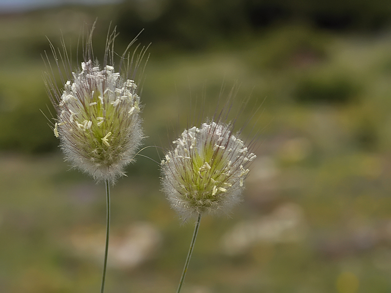 Lagurus ovatus