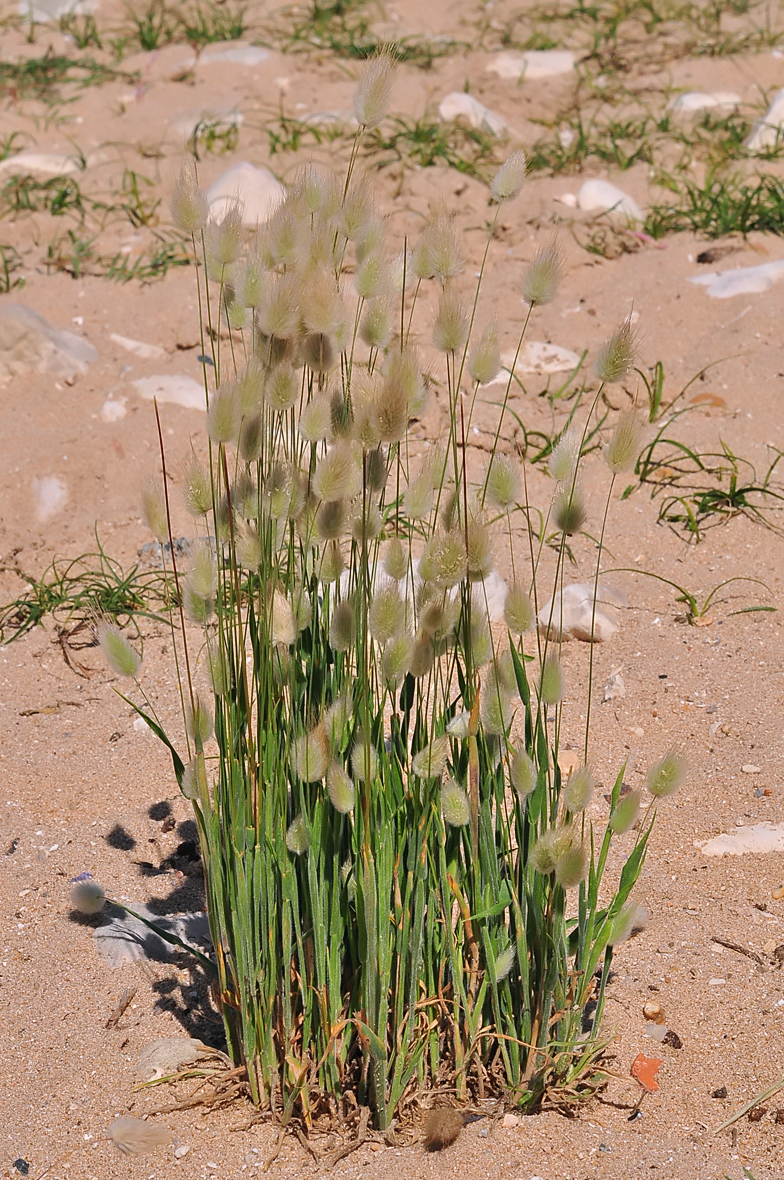 Lagurus ovatus