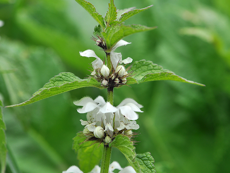 Lamium album