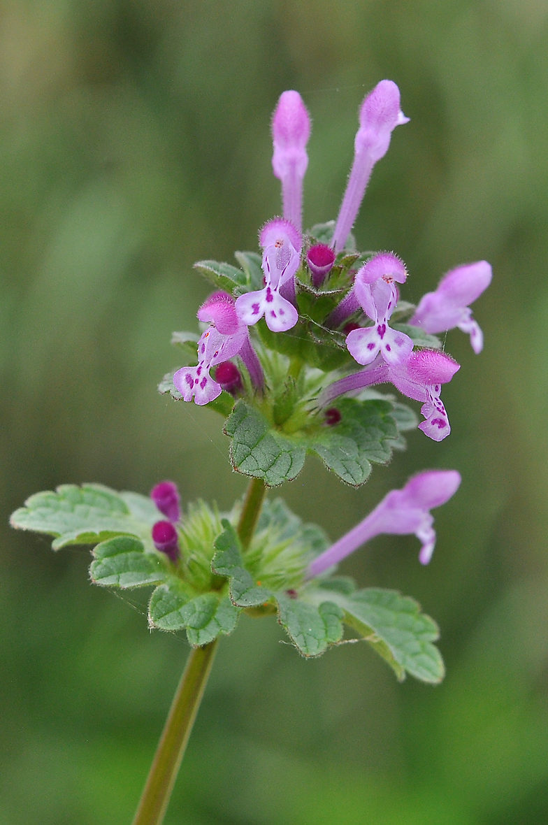 Lamium amplexicaule