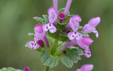 Lamium amplexicaule