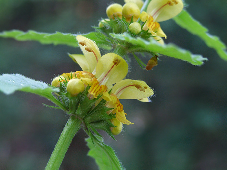 Lamium galeobdolon