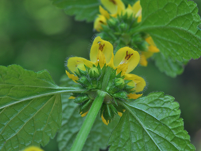 Lamium galeobdolon