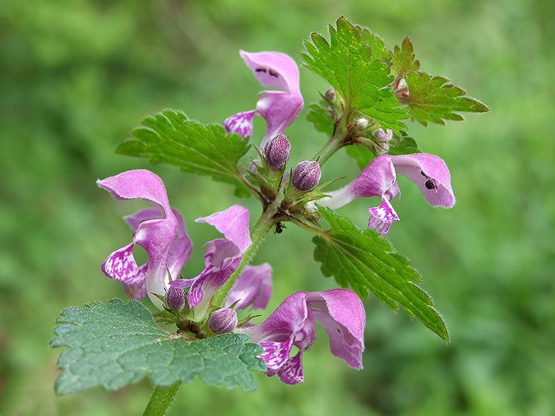 Lamium maculatum