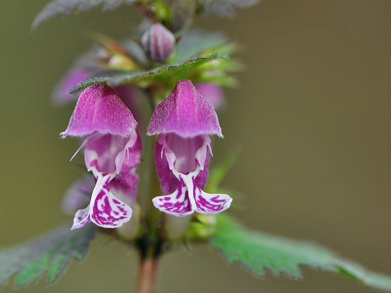 Lamium maculatum