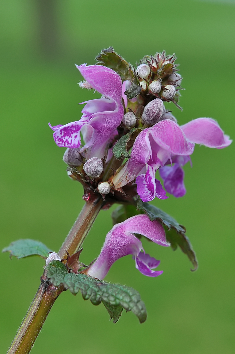 Lamium maculatum