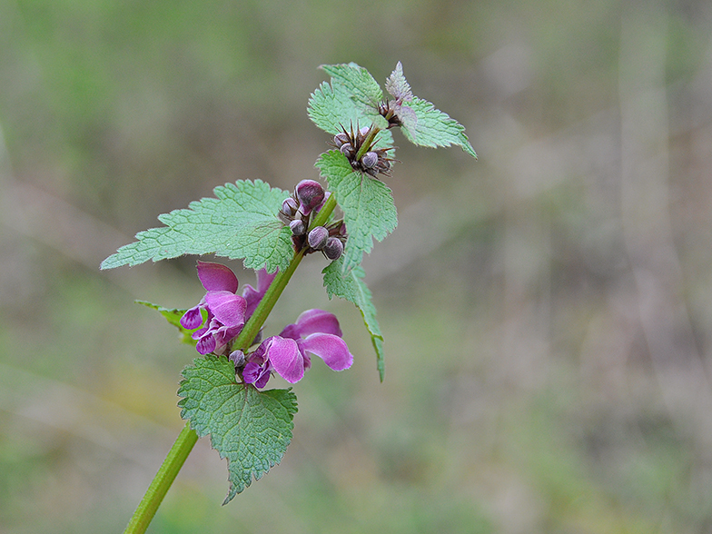 Lamium maculatum