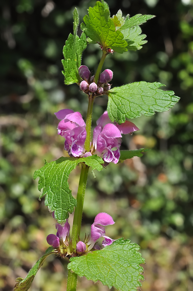 Lamium maculatum